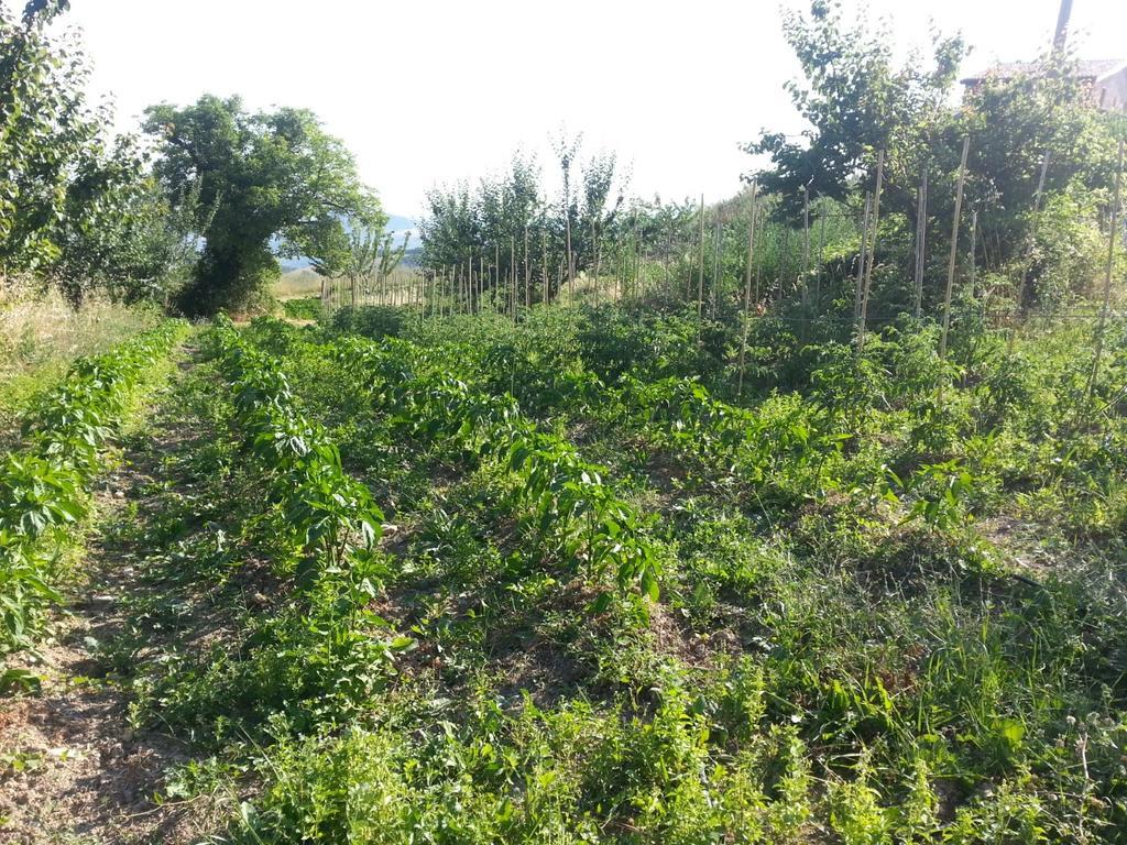 Agriturismo Eutopia San Leo Kültér fotó